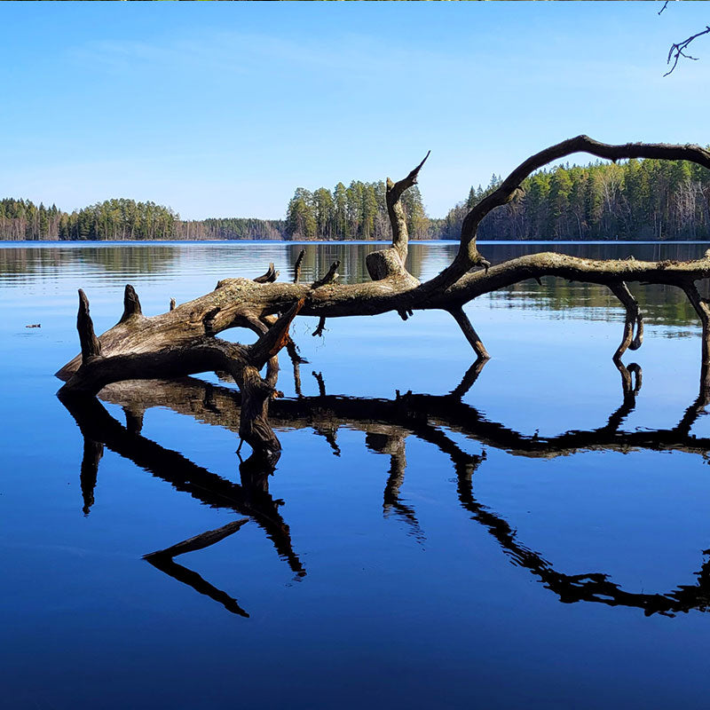 Liesjärven kansallipuisto päiväretki Vanlifefinland