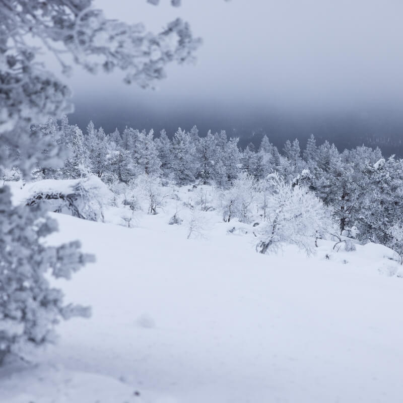 Talvimaisema