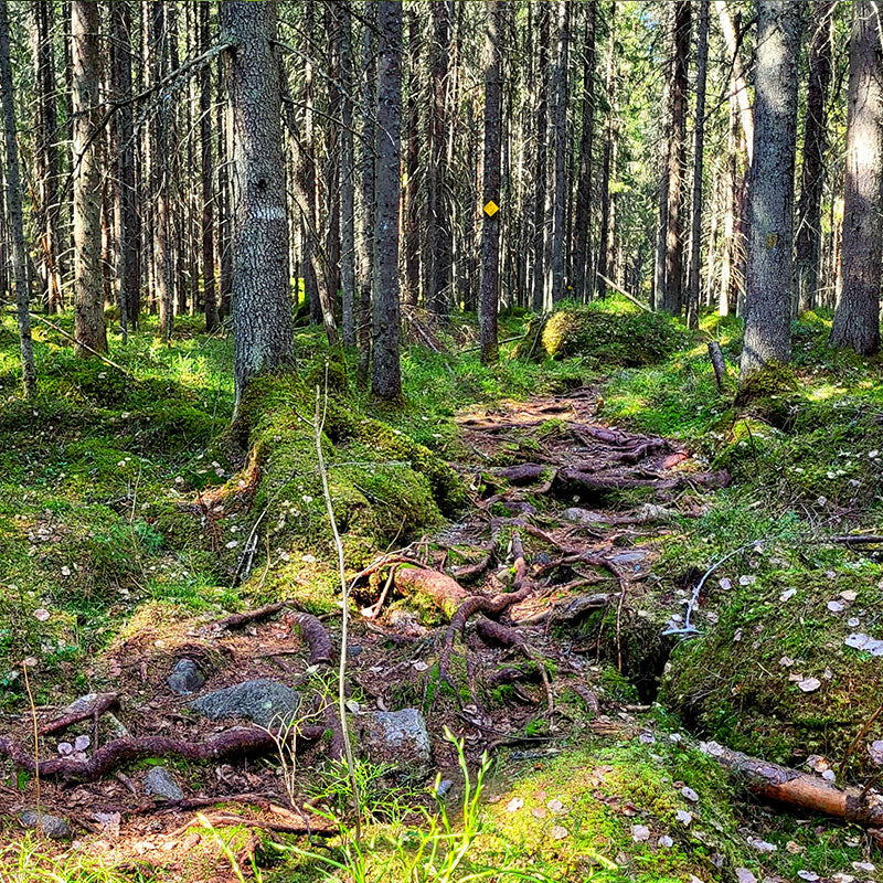Liesjärven kansallipuisto reitti Vanlifefinland